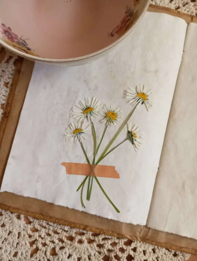 Gepresste, weiß-gelbe Blümchen, die in ein kleines Büchlein geklebt wurden.
Das Bild hat einen Vintage-Stil.