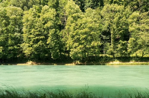 Ein Fluß mit Wald dahinter im Sommer bei schönem Wetter