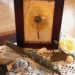 Gerahmte gepresste weiße Rose auf Papier, dekoriert mit Ästen, Steinen und Muscheln auf Häkeldecke