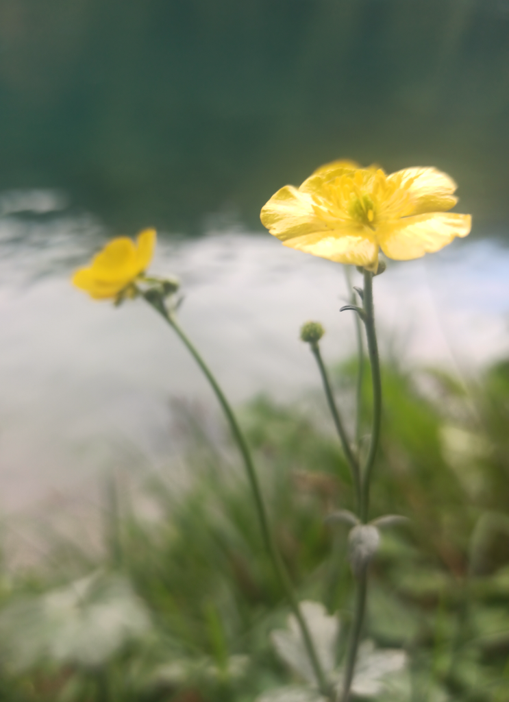Butterblümchen, die am Wasser wachsen - mit einem verträumten Look