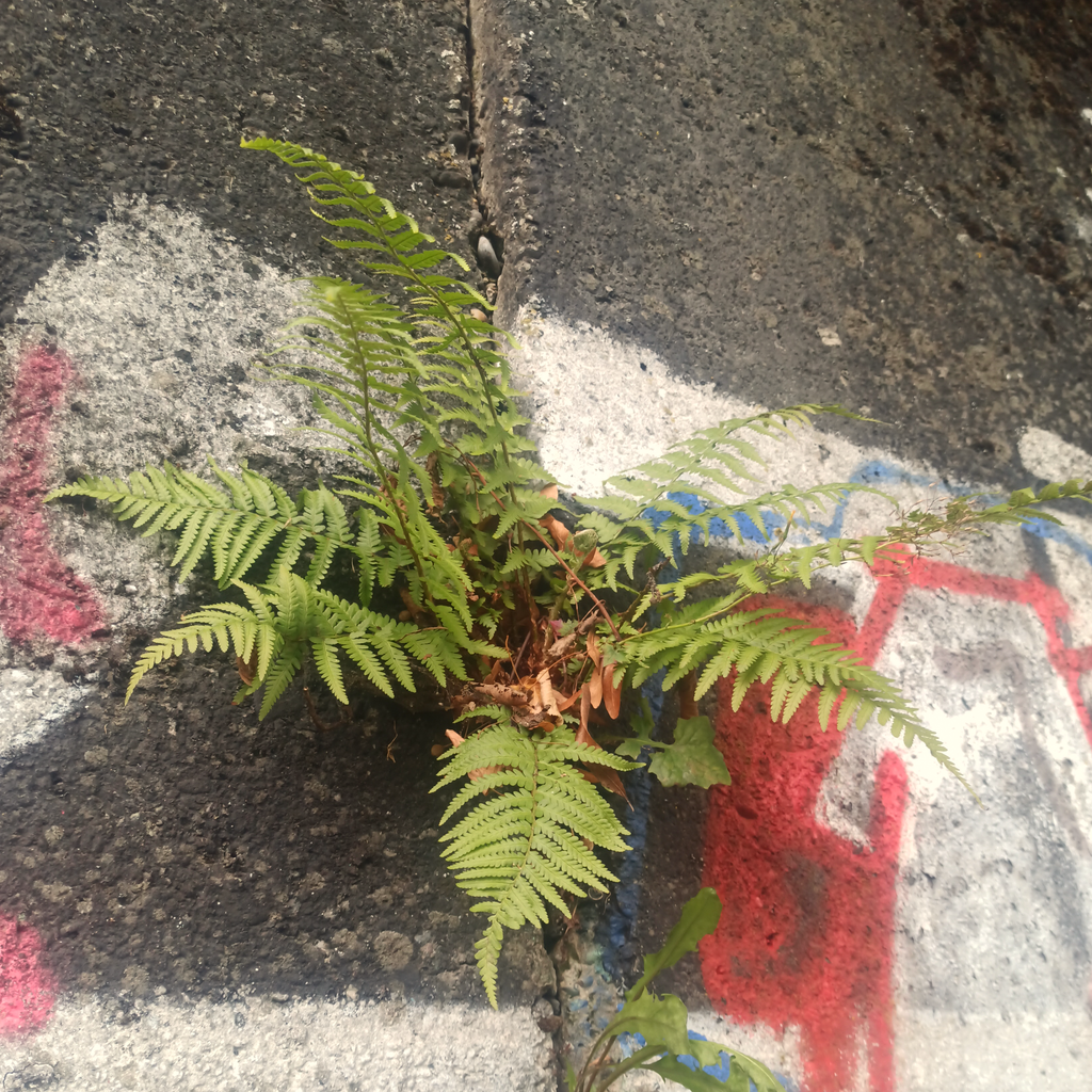 Farn, der aus einer mit Graffiti besprayten Mauer wächst