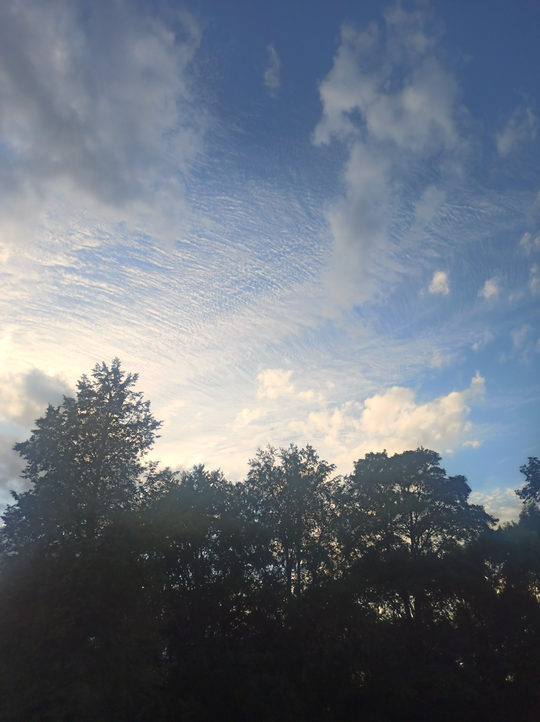 Wolken am Himmel und schwarze Bäume davor
